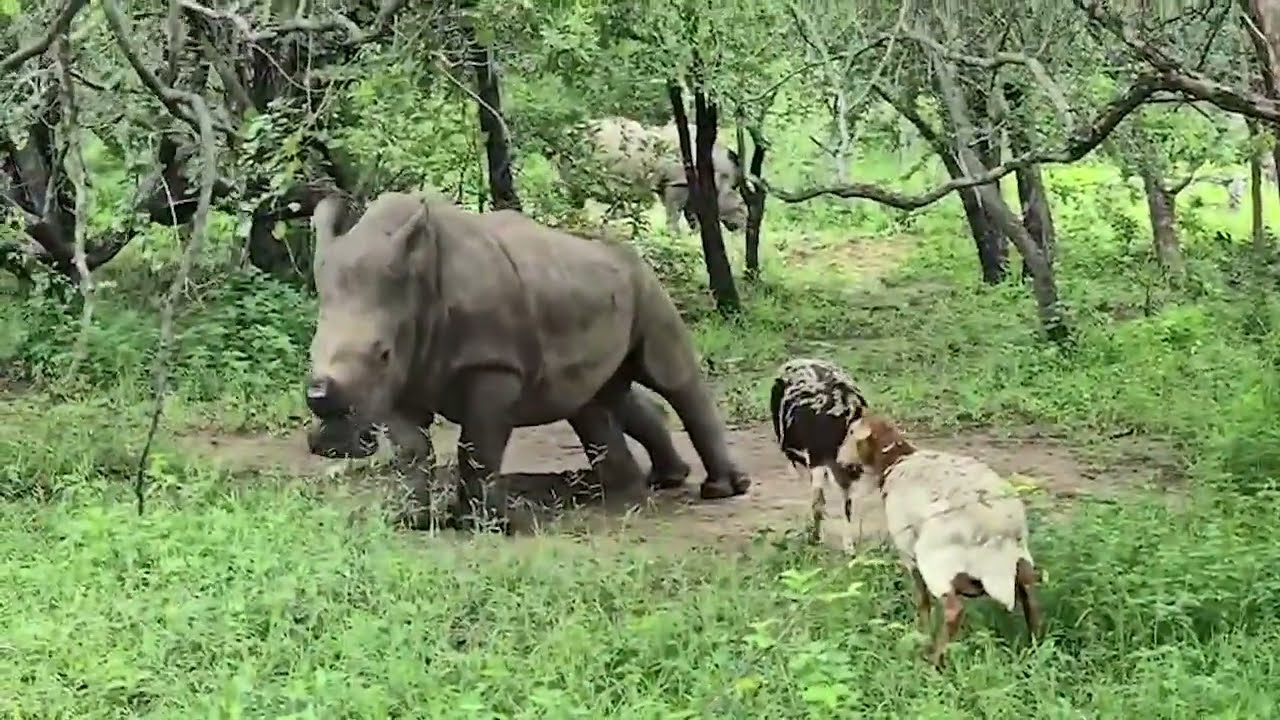 Thaba enjoying a scratch