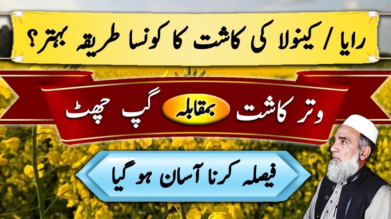 Which is best method of Canola Cultivation || Crop Reformer