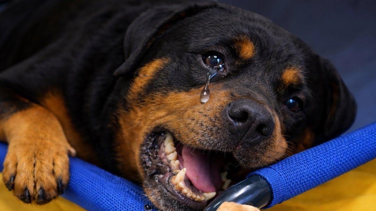 Ein sterbender Tierheimhund lehrte mich, was Liebe bedeutet — was ich tat, brach mich
