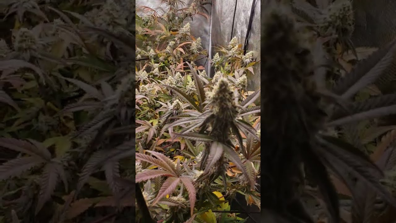 Day 44 of Flower - 4x4 Living Soil Organic - Citradelic Sunset by Ethos Genetics