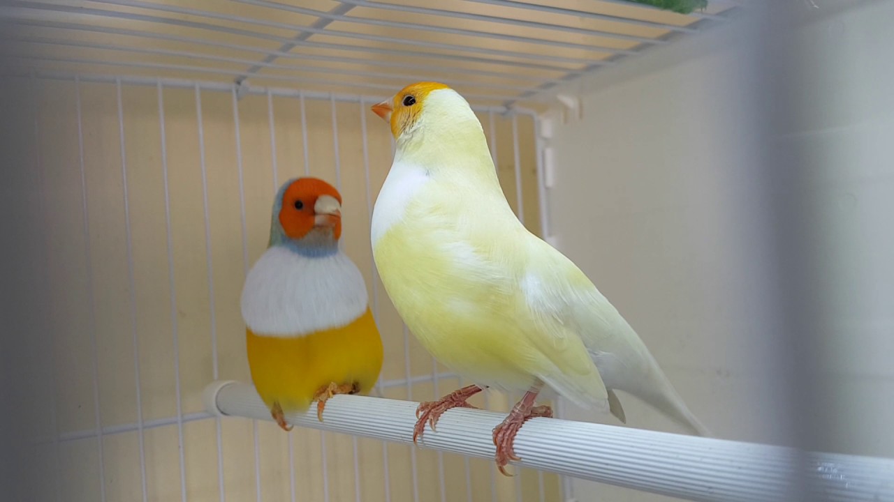Corteggiamento Diamanti di Gould (Mario Gullì)