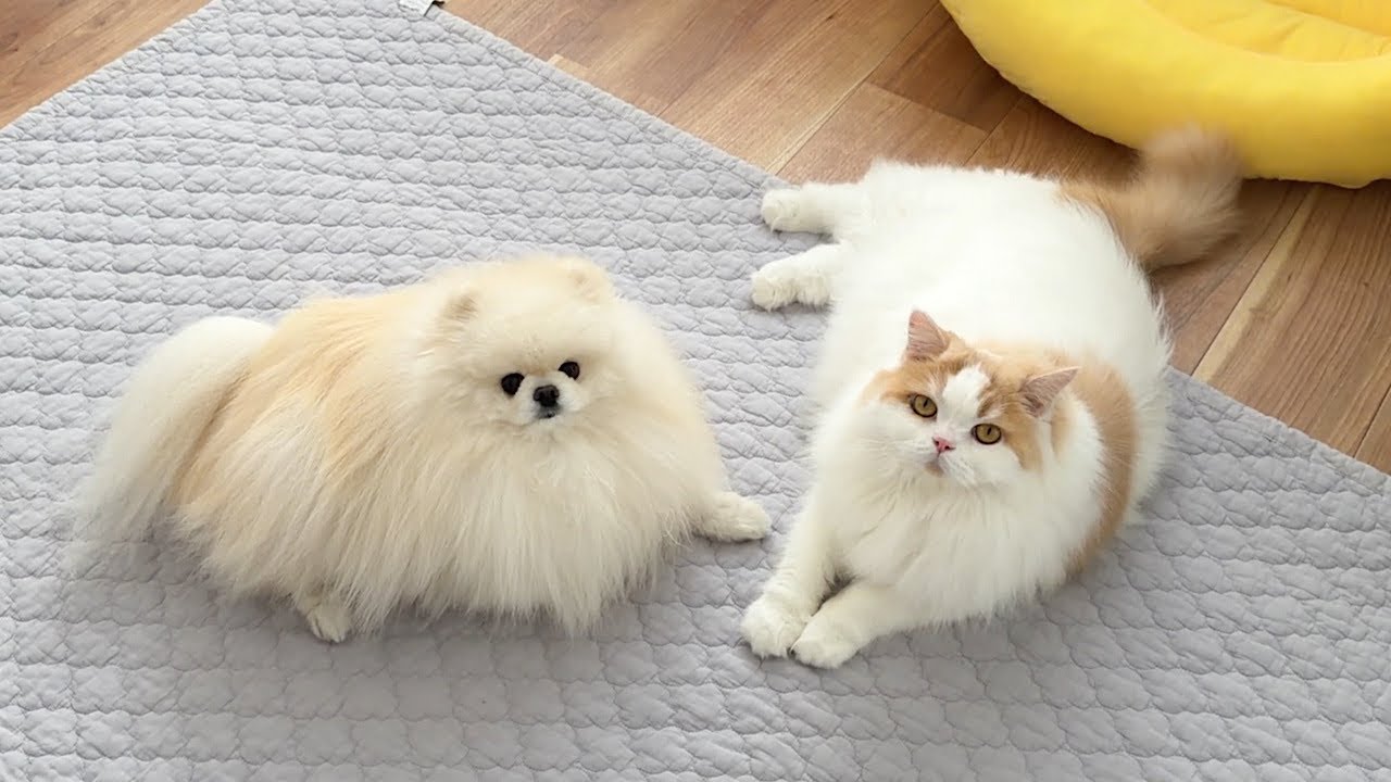 更新出来なかった理由と、今後のチャンネルについて...！
