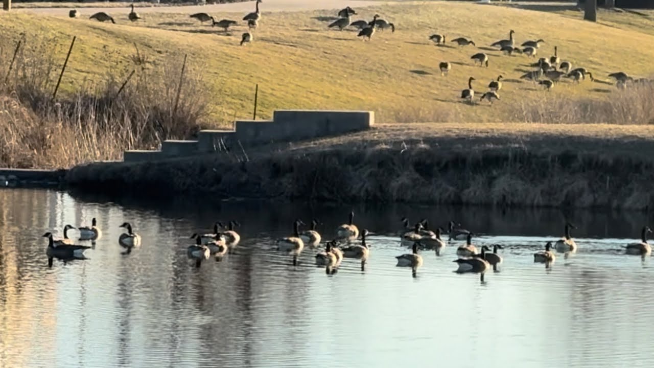 SAM 97:1-12   Varak , black duck , mallad duck ,Dil leh a chhehvel  chun zawm na . 