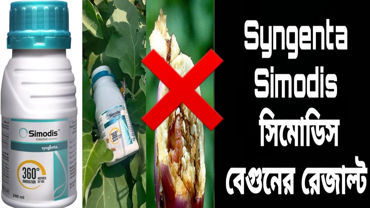 SYNGENTA SIMODIS INSECTICIDE ! সিনজেন্টার সিমোডিস ! বেগুনের ফল ছিদ্রকারী পোকার উপর দূরান্ত রেজাল্ট।