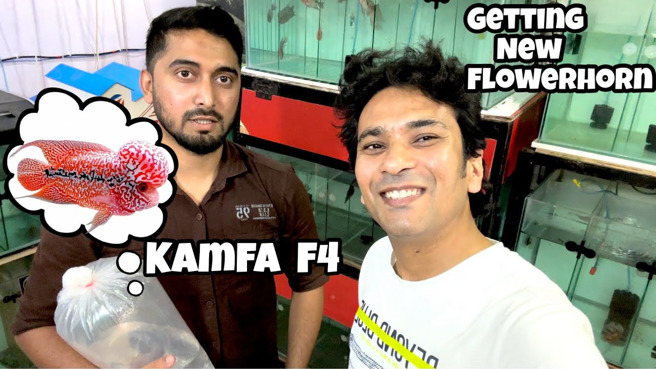 Kamfa F4 | Kamfa F4 Flowerhorn | Tanz Aquatics Bangalore | Dual Tone Flowerhorn | Flowerhorn Tank