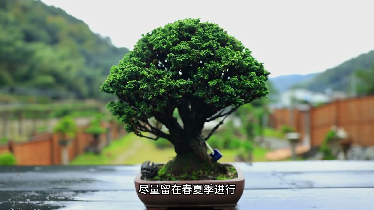 冬季石化桧操作建议， #盆景 #盆景艺术 #盆景制作 #盆景知识