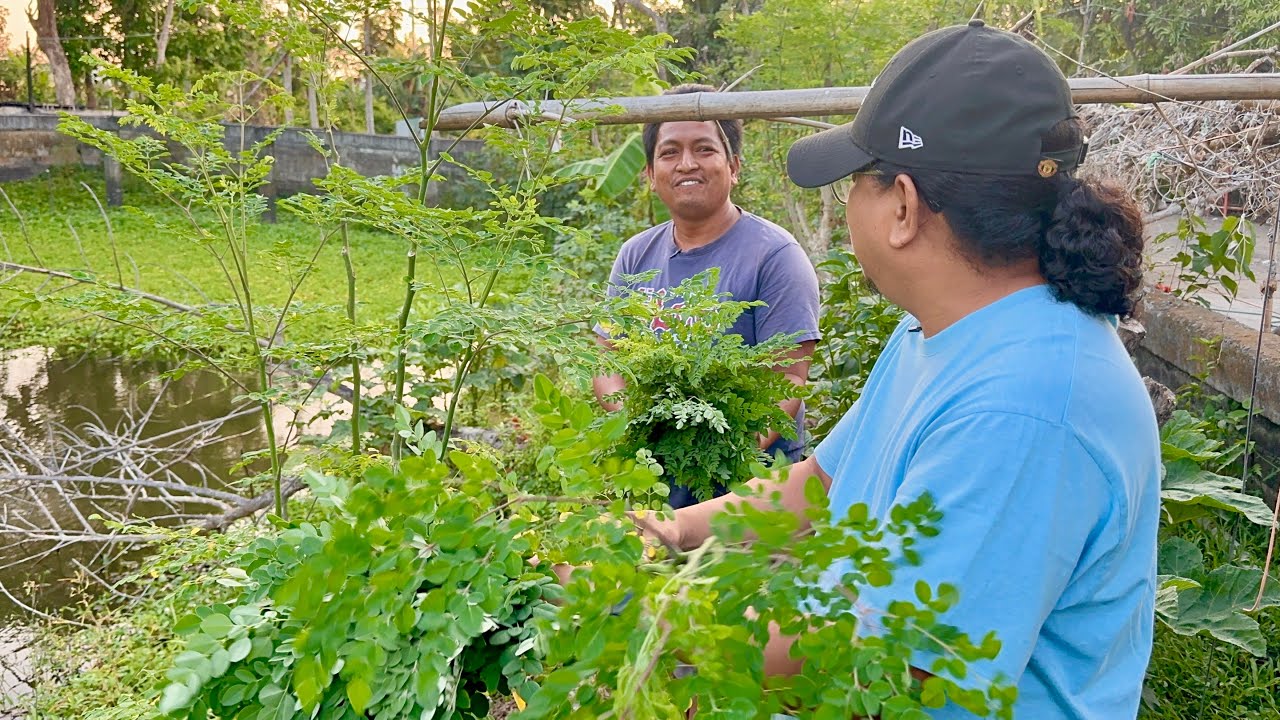 DAHON ng MALUNGAY: Mabili, Mahal, Malaki KITA, Easy to Grow! Pero bakit walang nag Pa-Farming?