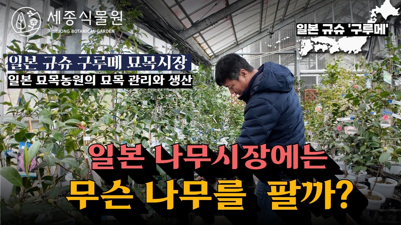 일본 나무시장은 어떤 나무가 있을까? 일본 규슈 구루메 묘목 농원 함께 둘러보아요 #세종식물원