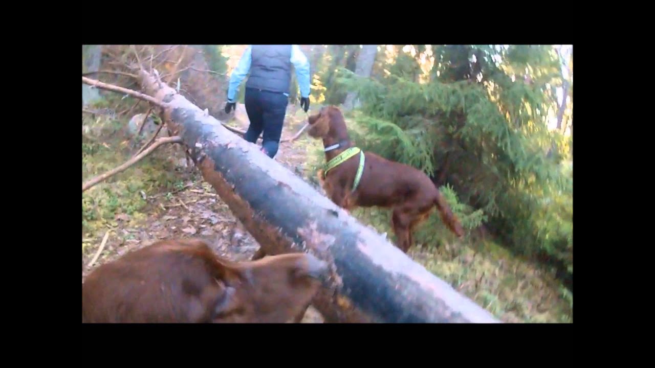 Irish Setters in slow motion