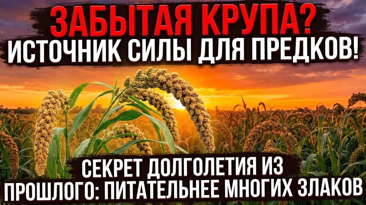 Зерно из архивов: его вычеркнули из учебников, потому что растет без химии и полива