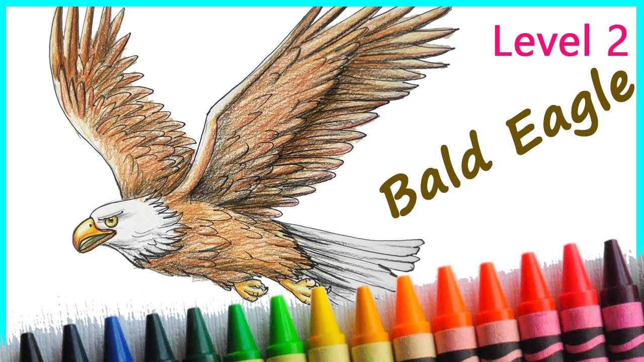 Easy way to draw Bald Eagle Step by Step for Level 2 Students