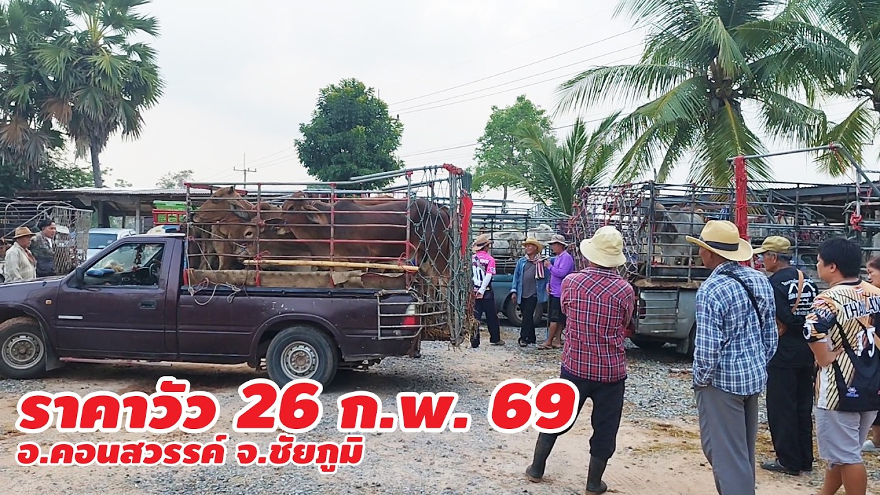 ราคาวัว 26 กุมภาพันธ์ 2569 บ.หนองขาม ต.หนองขาม อ.คอนสวรรค์ ชัยภูมิ กำนันแสงทองเปิดวันจันทร์/พฤหัสบดี