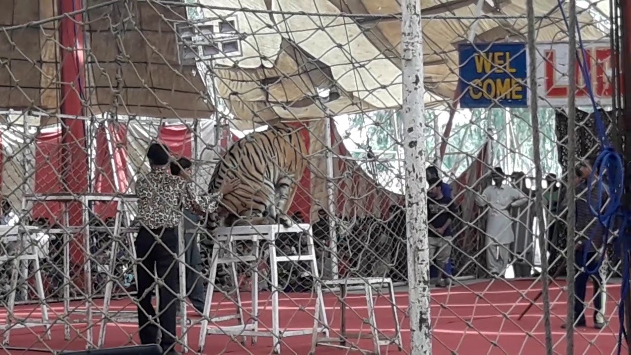 Tiger in Lucky Rani circus Mianwali