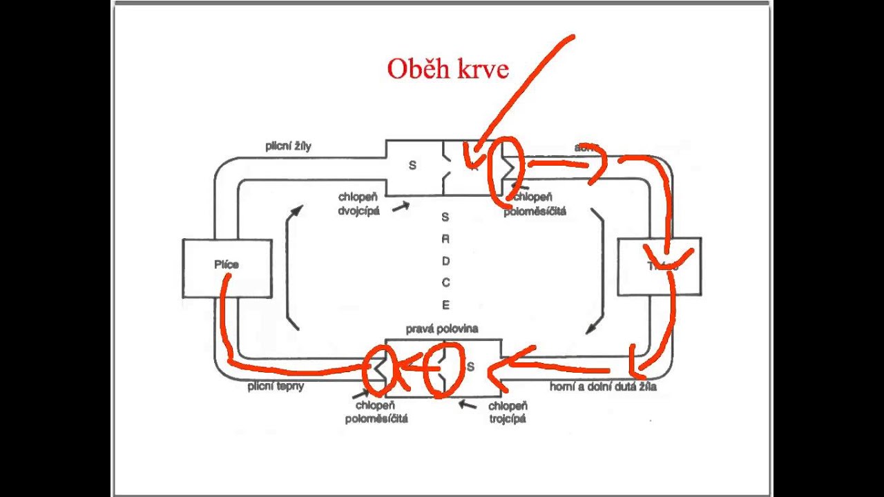 Krevní oběh