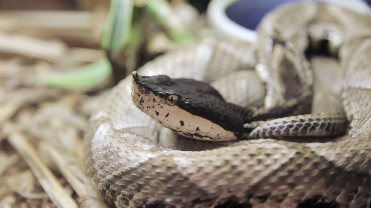 The Venom Interviews — Misconceptions about venomous reptiles