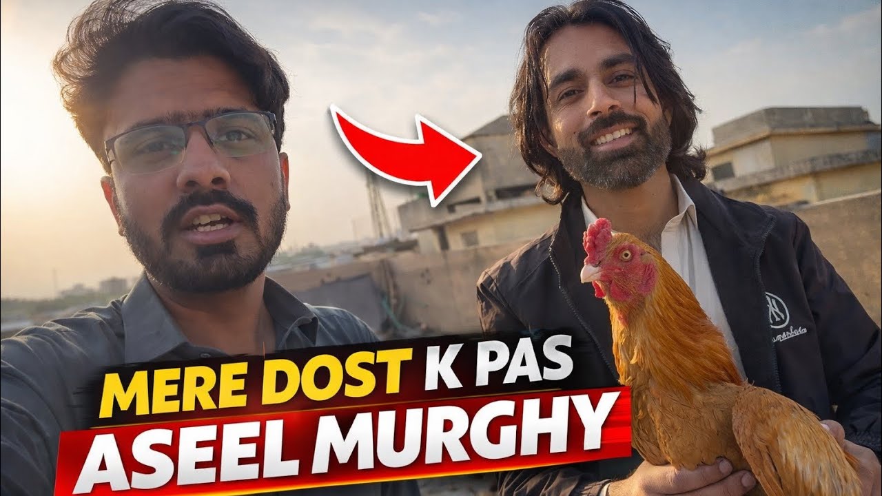 Mere dost k pas Aseel murghy hain itny zayada 😆