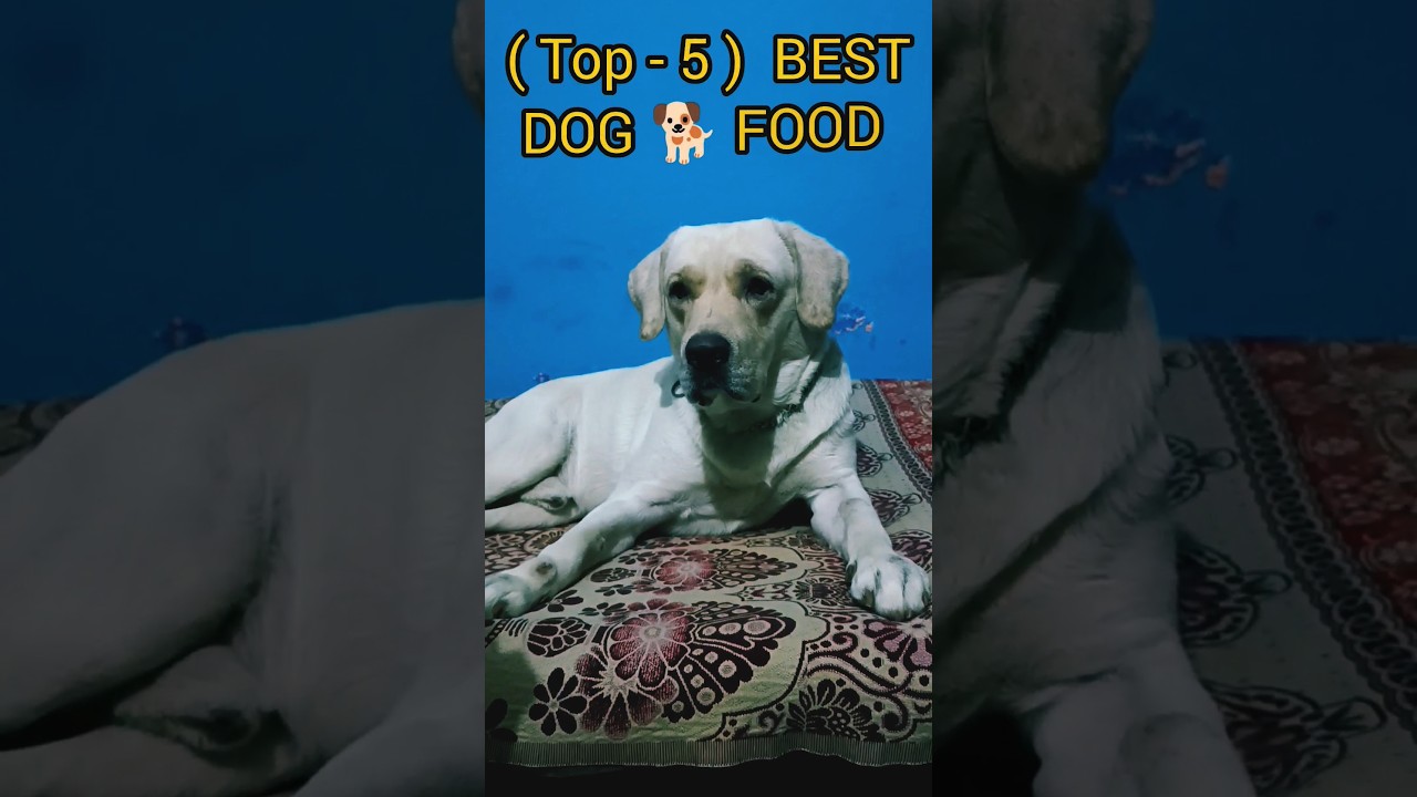 📍Top 5 BEST Dog food 🐶 | 
