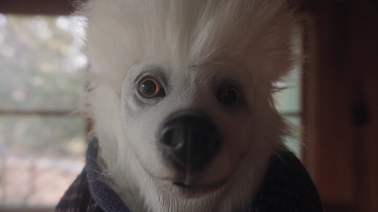 TOLEDO - Dog Has Its Day (Official Video)