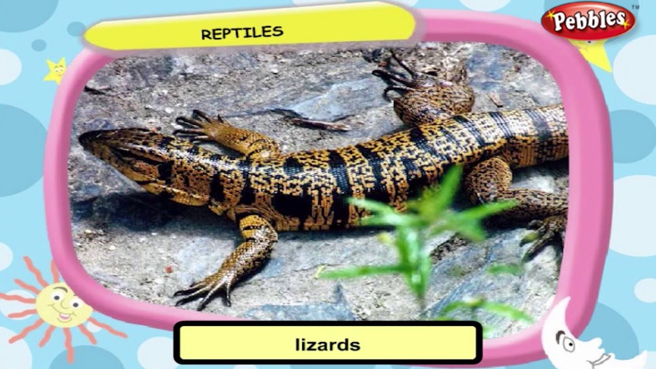 Science For Class 3 : Amazing Animals | Science Videos For Kids | Science Projects