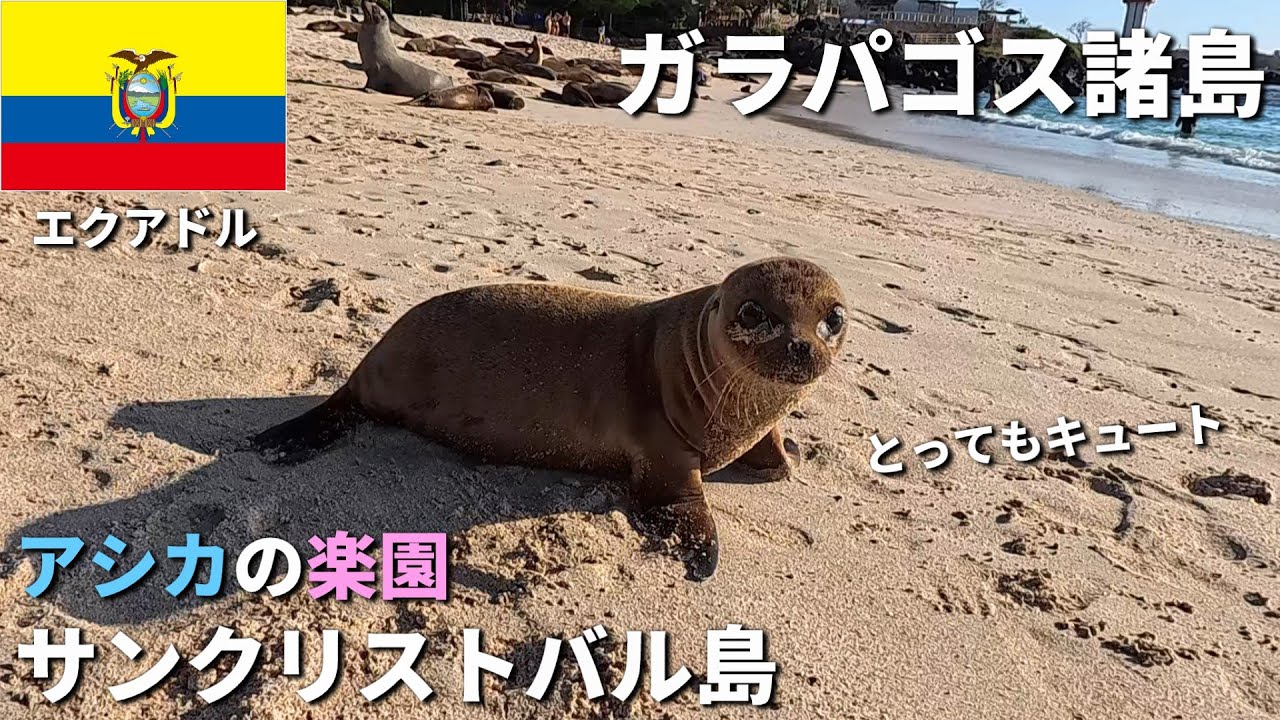 ガラパゴス諸島のサンクリストバル島に2泊3日の充実旅。島はまさにアシカの楽園で、海では一緒に泳ぐことができる。ただし、近づきすぎには要注意！