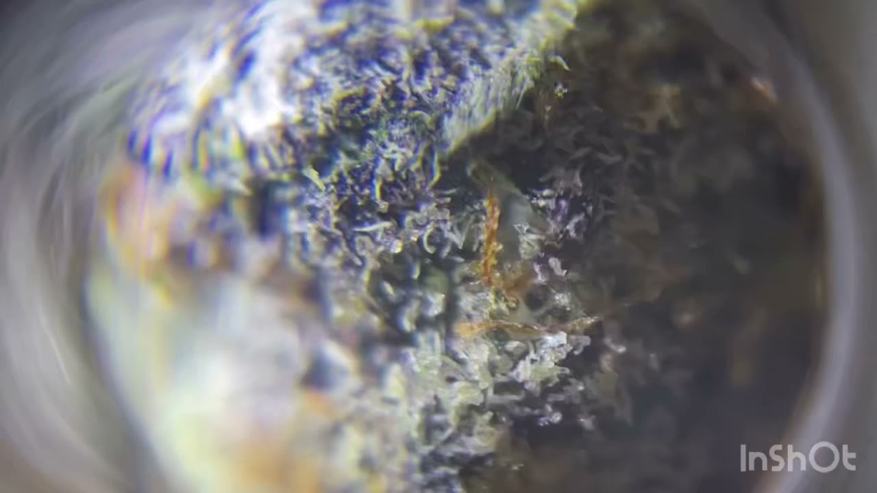 FORBIDDEN FRUIT STRAIN REVIEW