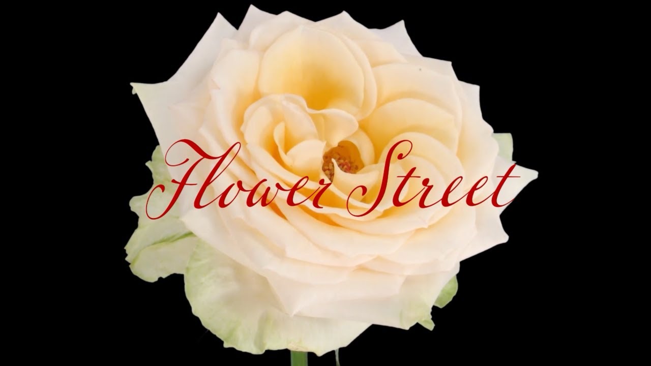 Flower Street | Short Documentary | Vanessa Reyes
