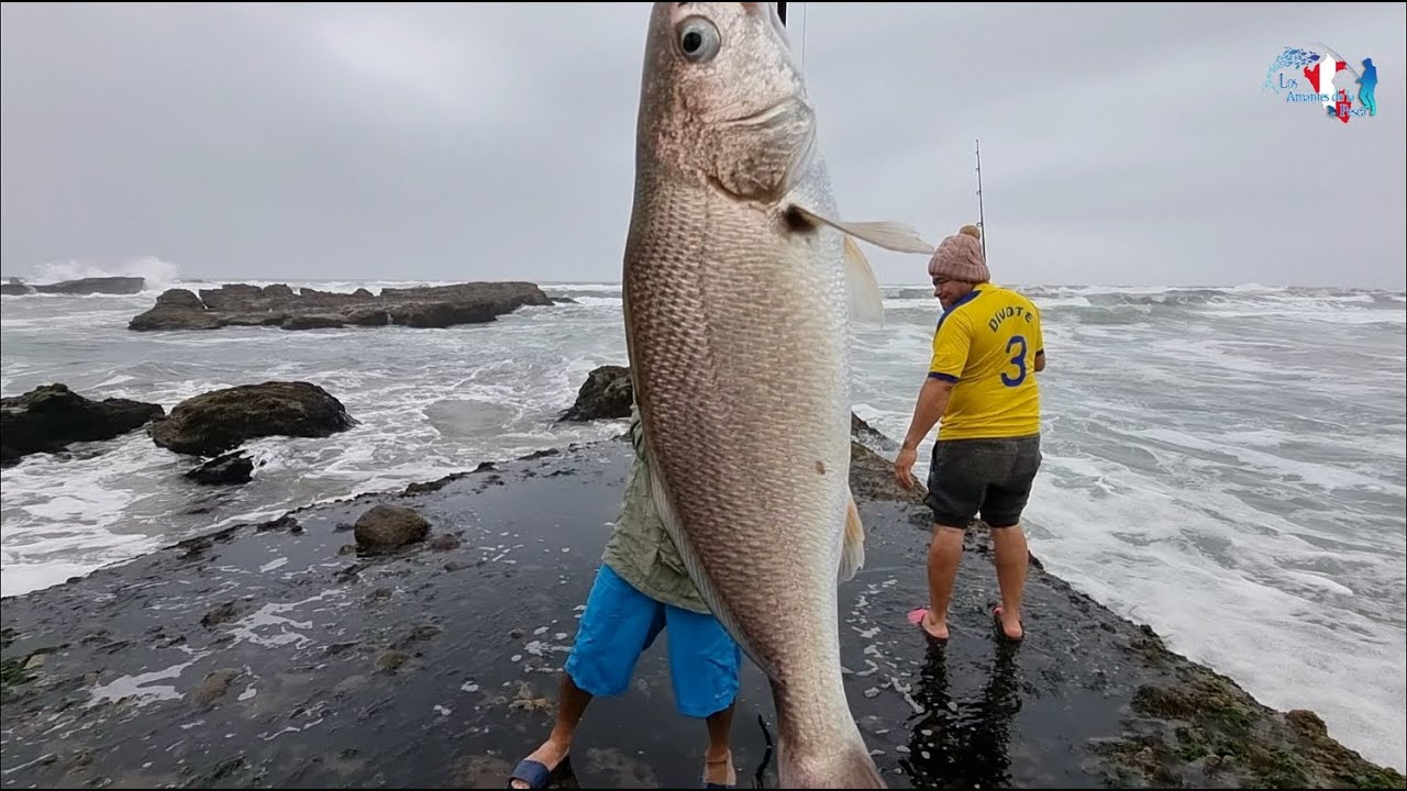 PESCA Y COCINA en el SUR CHICO - PERU