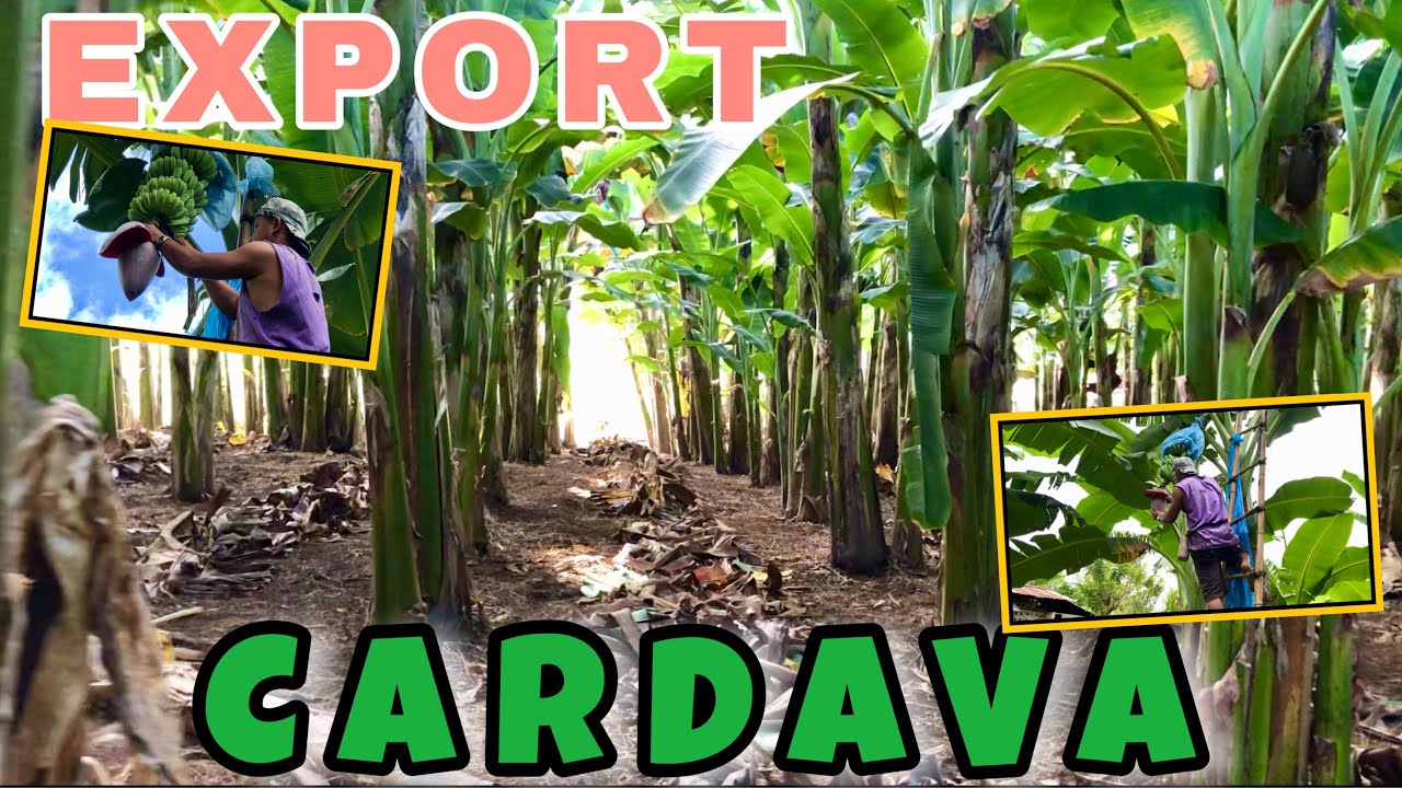 KIKITA KA DITO SA SABA NA PANG EXPORT QUALITY| FRUIT CARE, BAGGING, INDICATOR AT RIGHT MANAGEMENT