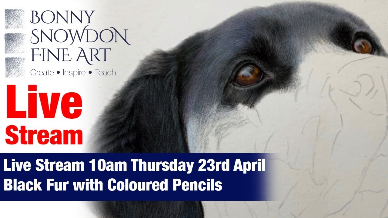 Live Draw Along | Black Fur in Coloured Pencil