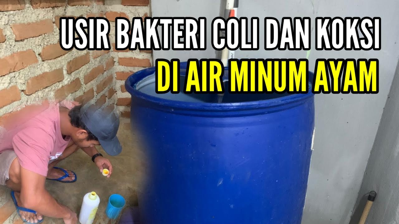 CARA MENYETERILKAN AIR UNTUK MINUM AYAM !!