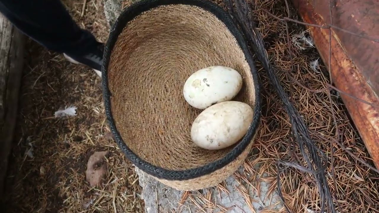 Yağmurdan Sonra Biriken Yumurtalarımızı Topladık. Kaz ve Tavuk Yumurtalarımız Çok İyi!