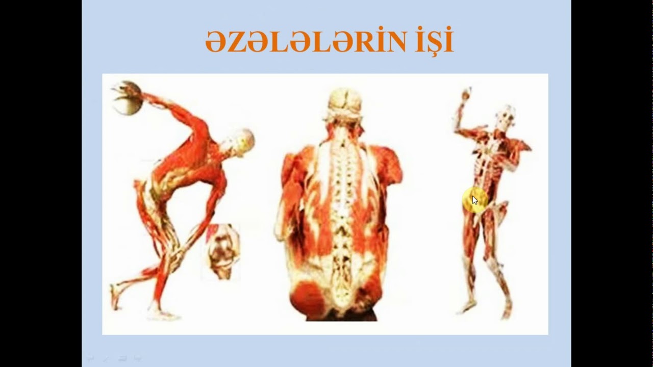 65 İNSANDA ƏZƏLƏ SİSTEMİ