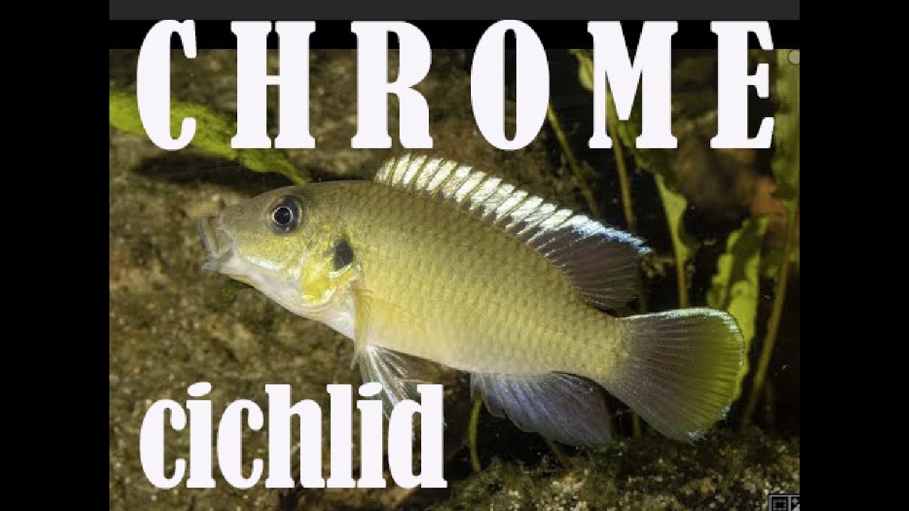 CHROMIDOTILAPIA mamonekenei, a new mouthbrooder cichlid - NEW CICHLID 10