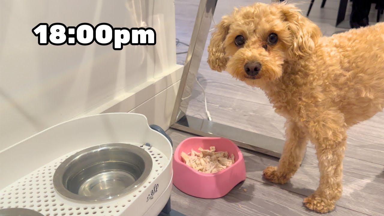 Day In The Life Of My Dog