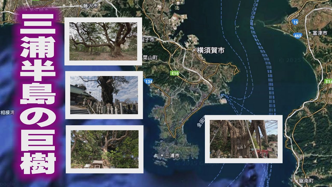 三浦半島の巨樹探訪  海風を受けて育ってきた木々  (スーパーカブ110)