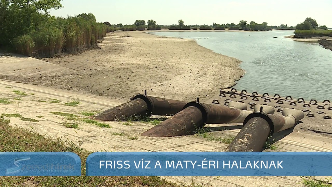 &Uacute;gy tűnik, siker&uuml;l megmenteni a Maty-&eacute;ri halak nagy r&eacute;sz&eacute;t - Szegedi H&iacute;rek - 2018.08.09.