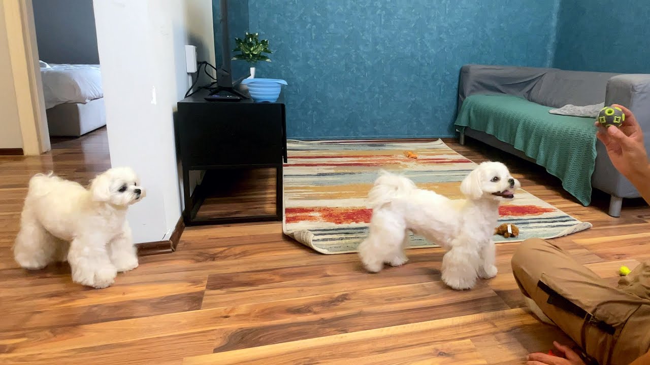 1 HOUR CHALLENGE : Playing with my dogs for an hour !!!