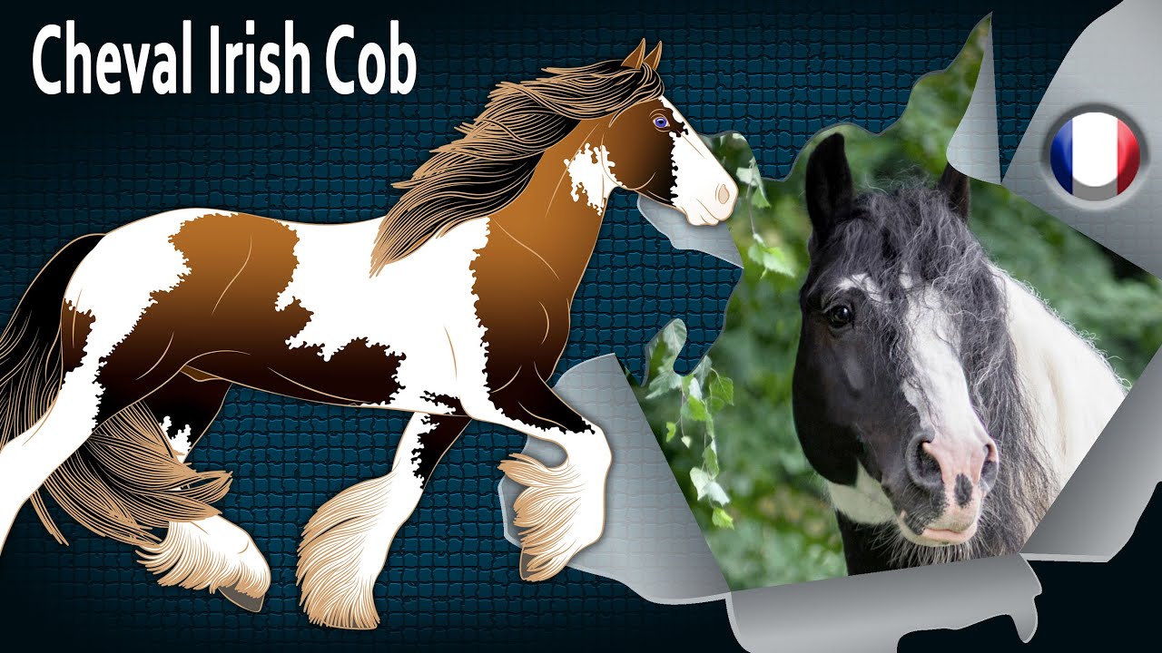 Cheval Irish Cob, les chevaux des nomades irlandais et anglais, Races de chevaux