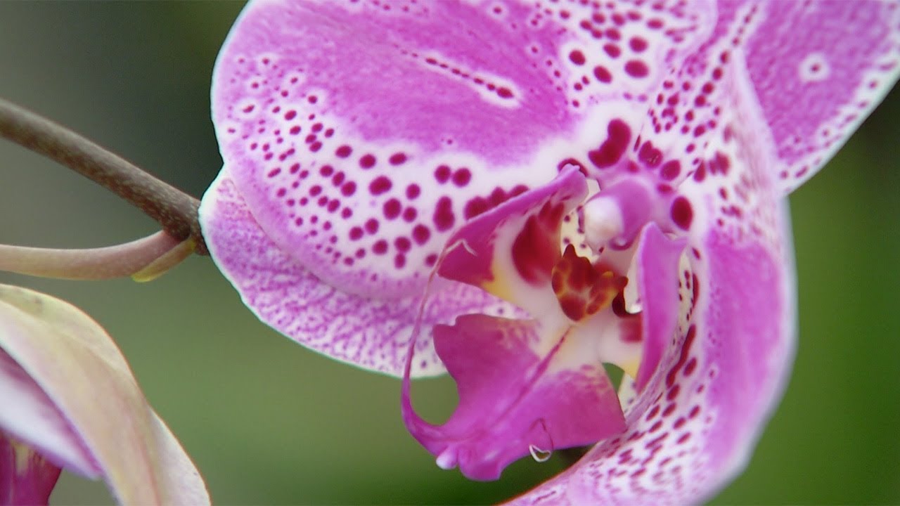 Virginia Home Grown: Building a Terrarium; Orchids