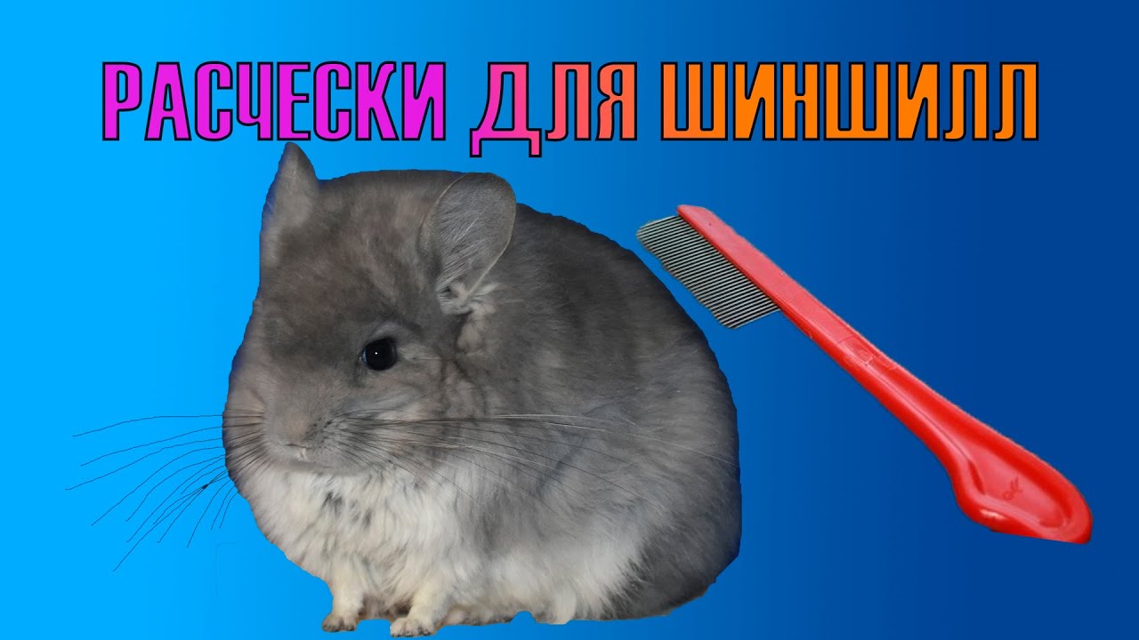 Об уходе за шиншиллой. Нужно ли расчесывать шиншиллу?