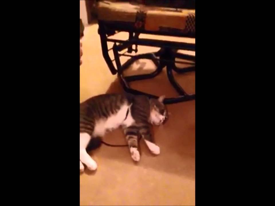 Cat plays dead to avoid going for a walk