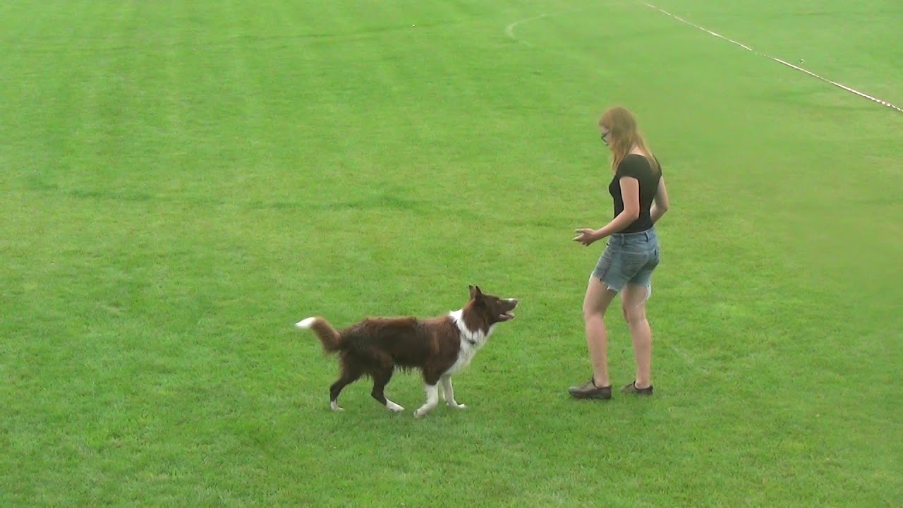 Zawody obedience Kocmyrzów 2019 - Oliwia i Lider