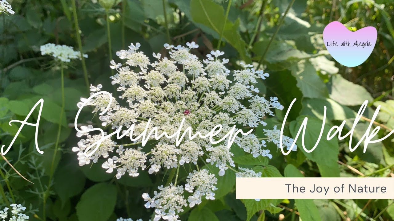 A Slow Summer Walk |  The Joy of Quiet in Nature | Slow Living Inspiration