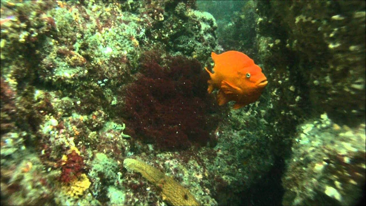 Garibaldi Nesting Behavior
