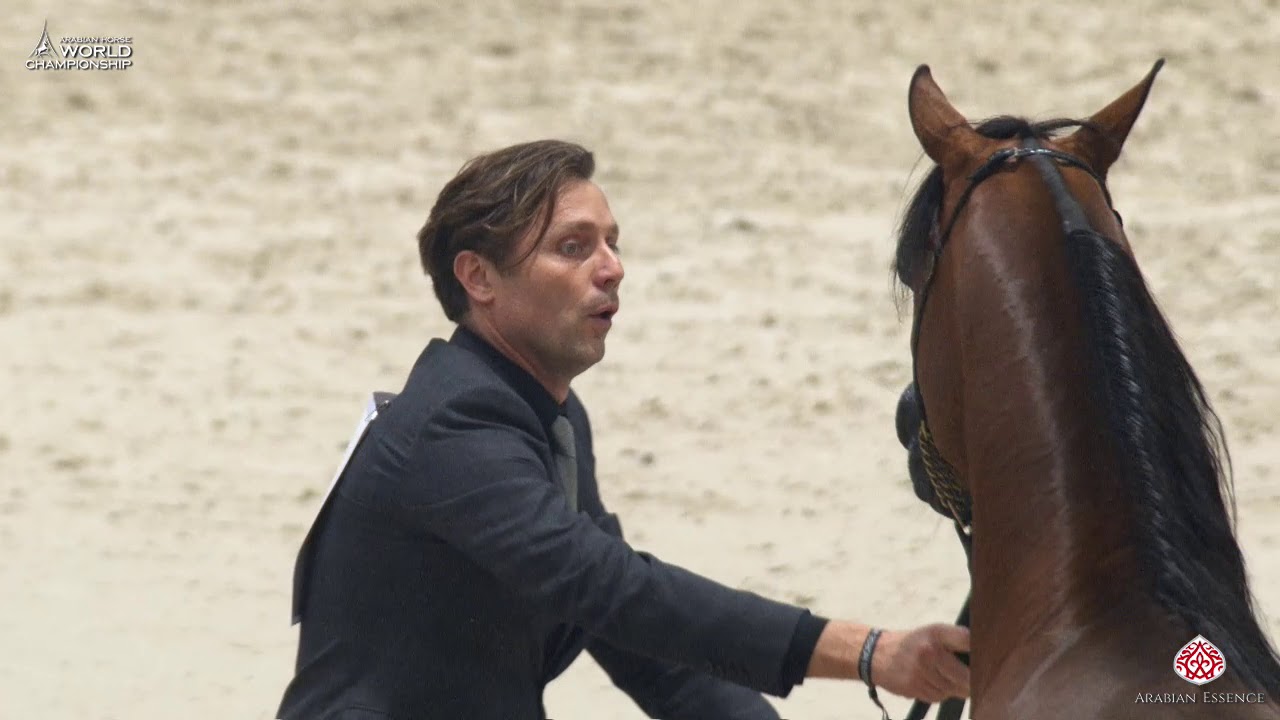 N 139 SHADI AL KHALEDIAH   Paris 2019   Senior Stallions Class 6A