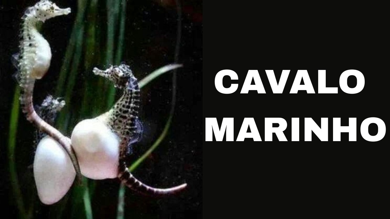 O incrível caso do macho que engravida no mundo animal. | Que animal é esse?