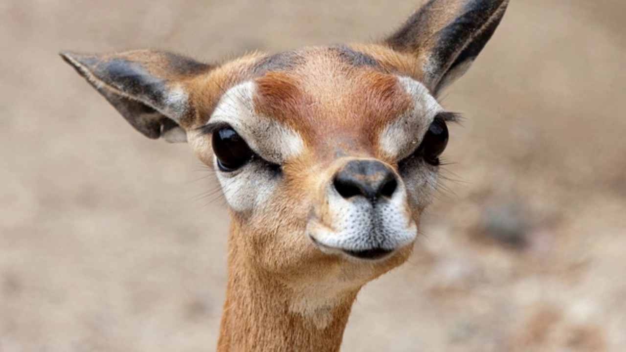 Top 10 animale uimitoare