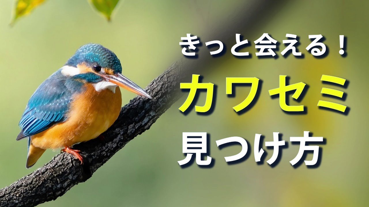 【解説】初心者必見！幸せの青い鳥カワセミの生態＆見つけ方！