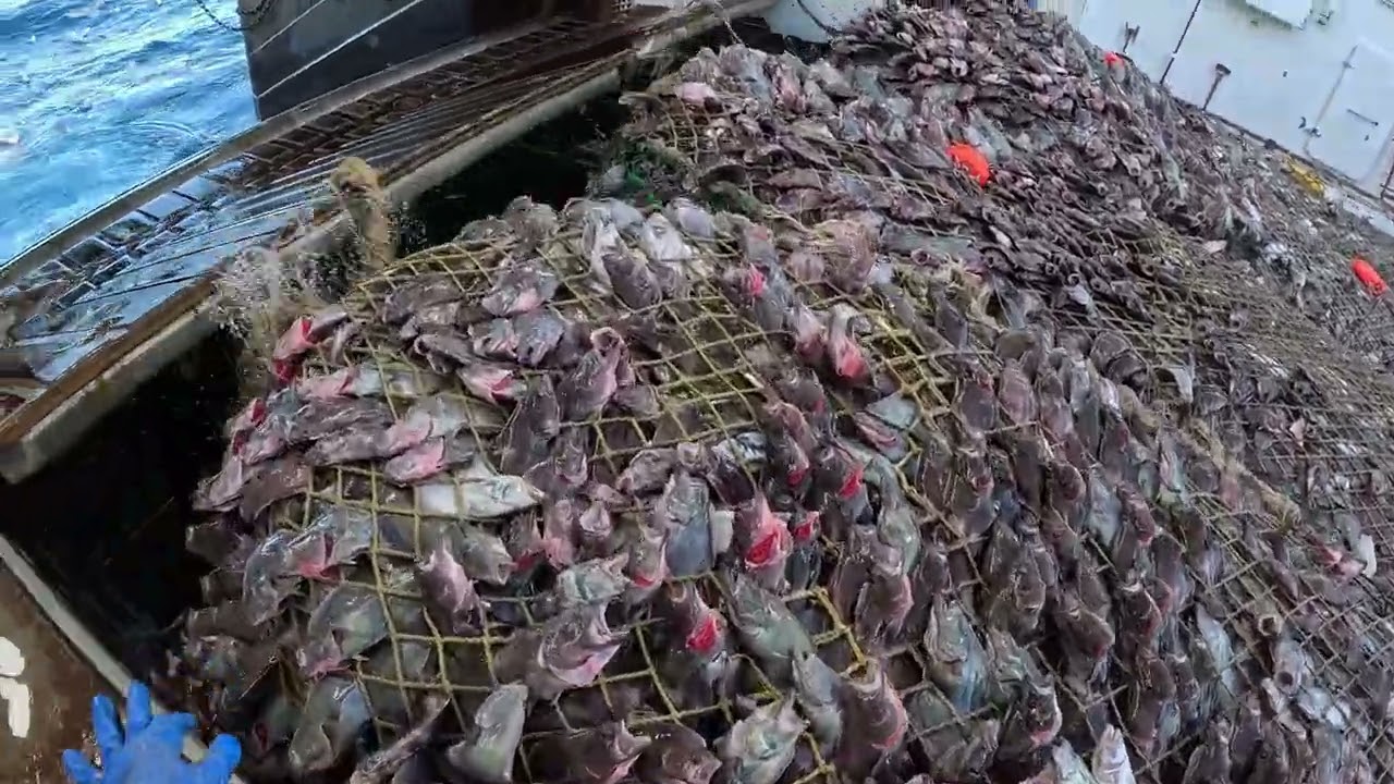 Halibut in west Greenland