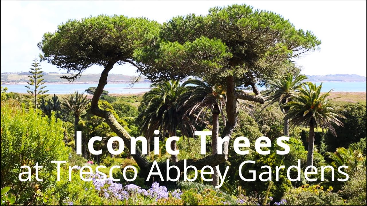Iconic Trees at Tresco Abbey Gardens